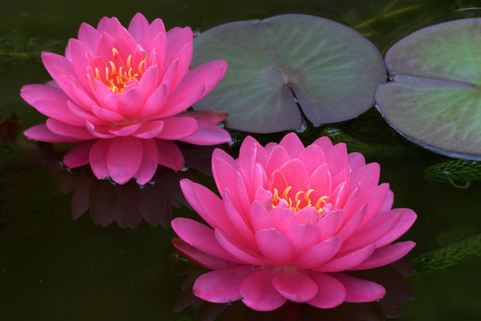 Waterlily（Nymphaea）