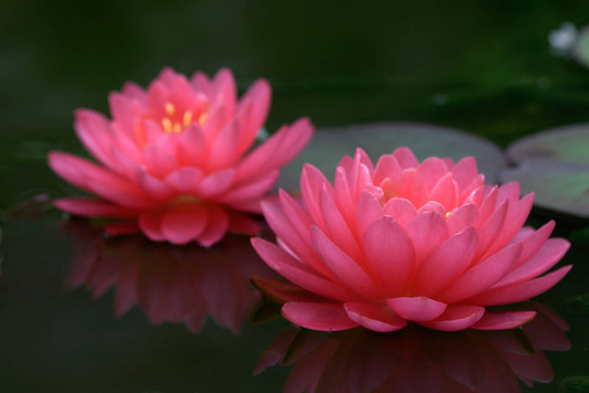 Waterlily（Nymphaea）