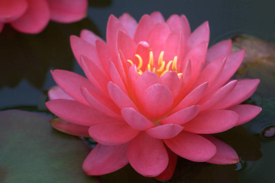 Waterlily（Nymphaea）