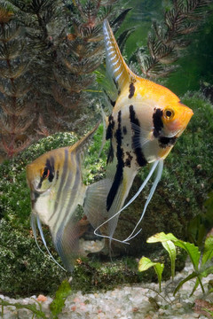 兩神仙魚