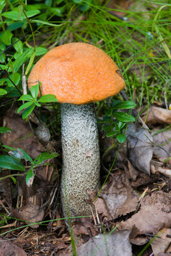 橙蓋牛肝菌