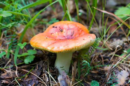 紅色的紅菇