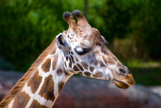 Giraffe的頭