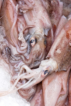魷魚(yú)