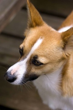 狗