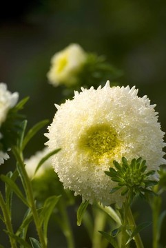 紫菀