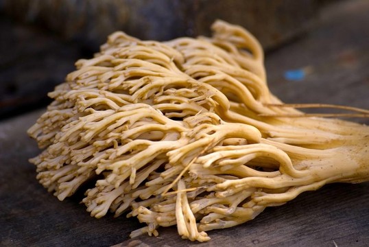 蘑菇