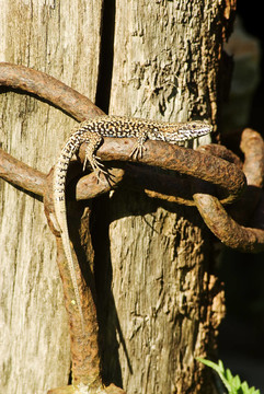 蜥蜴在曬太陽