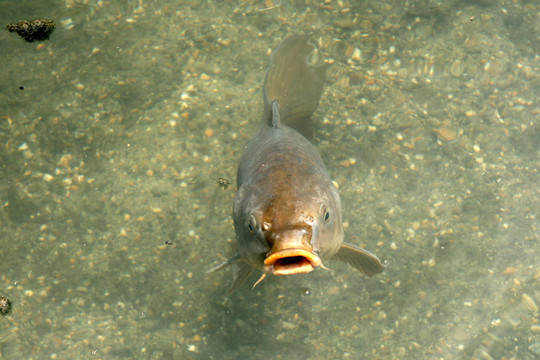 鯉魚-東寺廟；京都；日本
