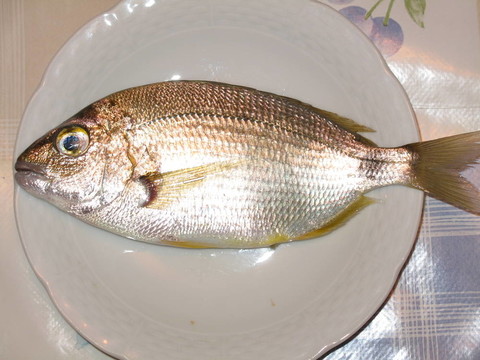 新鮮魚-銀模式