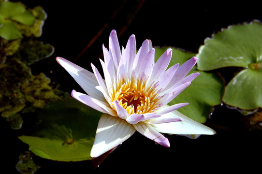 水百合
