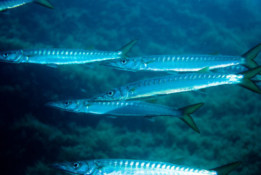 歐洲梭魚。