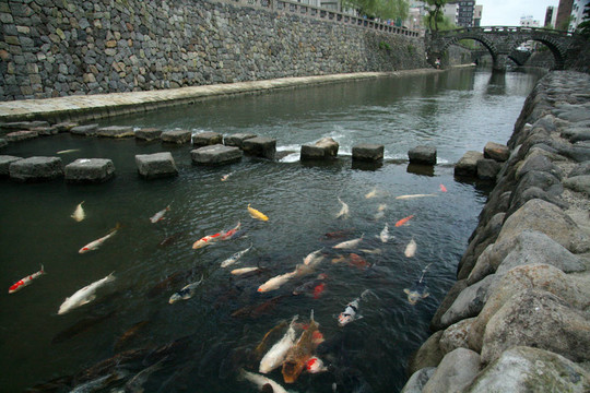 靦腆的鯉魚-眼鏡橋；長崎；日本；亞洲
