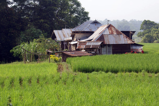 稻田和農(nóng)場