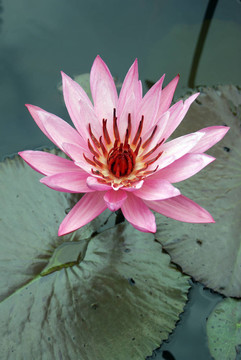 蓮花