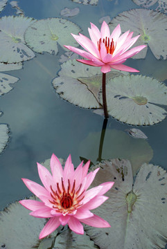 蓮花