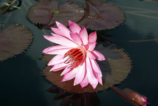 蓮花