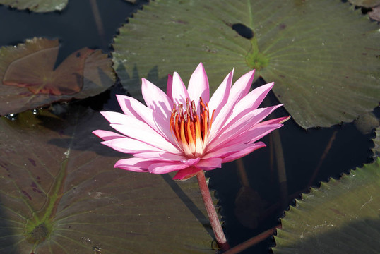 蓮花