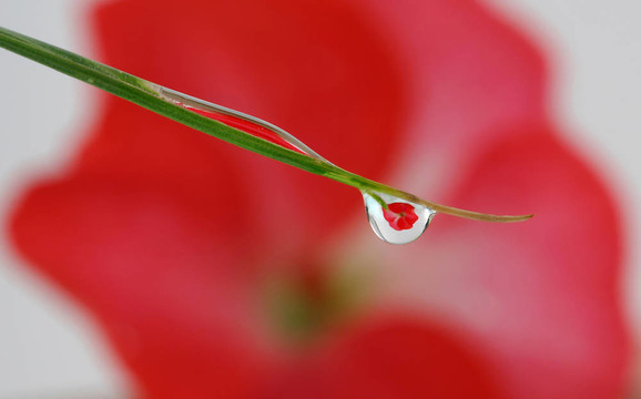在露水滴下的花