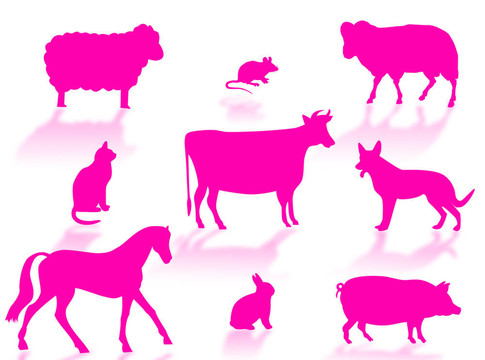 農(nóng)場里的動物