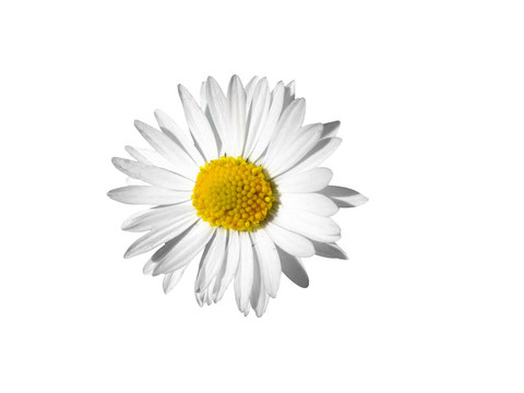 雛菊