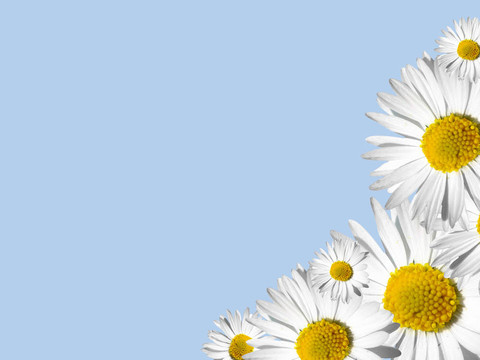 雛菊