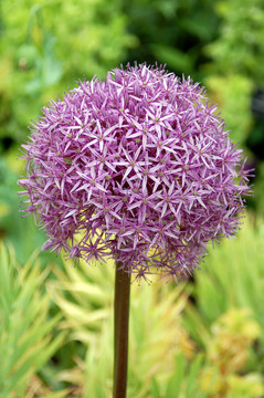 Sedum Lajos（景天）