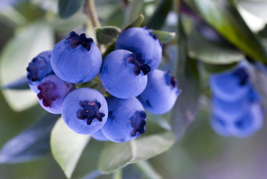 heathberries /藍(lán)莓