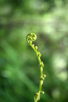 Fern Branch；西表島；沖繩；日本