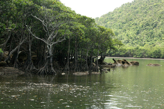 urauchi河；西表島；沖繩；日本