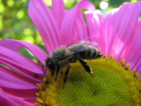 蜜蜂
