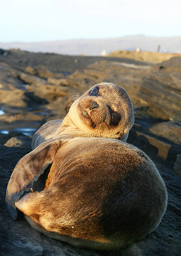 小海獅