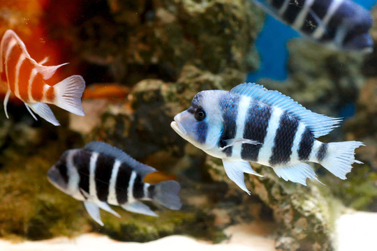 斑馬魚