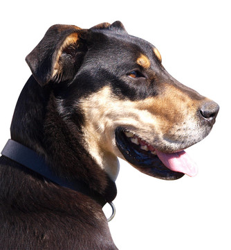 新西蘭牧羊犬