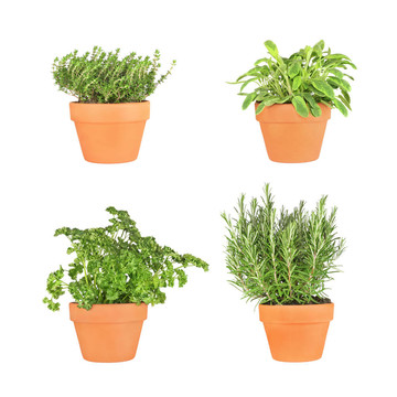 草本植物的選擇