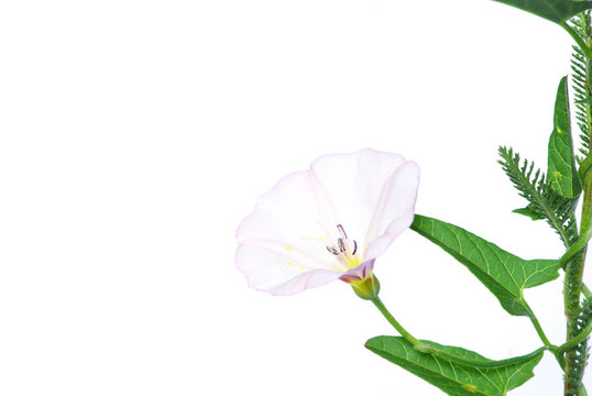 花白色