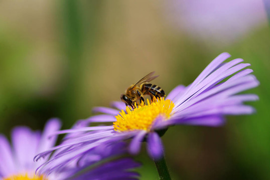 蜜蜂