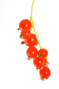 紅醋栗