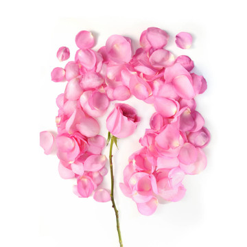 玫瑰的花瓣