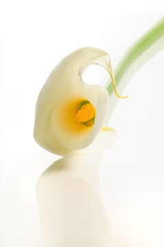 Calla lily；分離