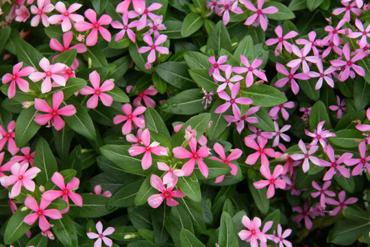 熱帶花卉-天王寺公園；大阪市；日本