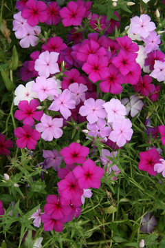 熱帶花卉-天王寺公園；大阪市；日本