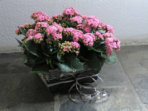 長壽花
