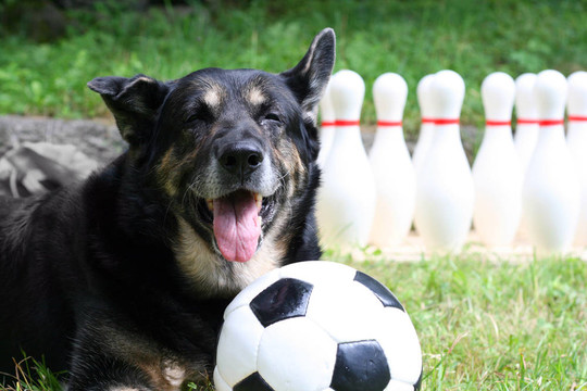 sportsdog