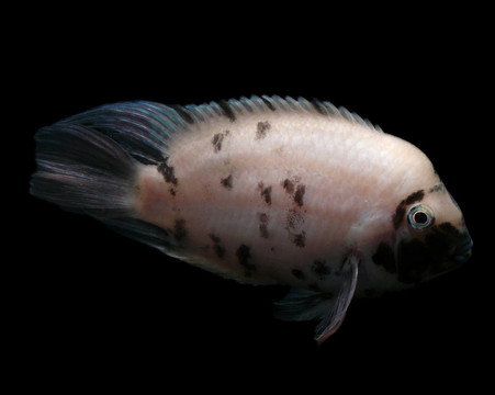 Pink Convict Cichlid（弧