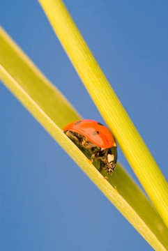 lasybug