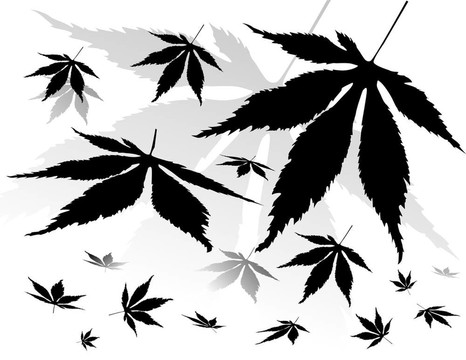 剪影的葉子