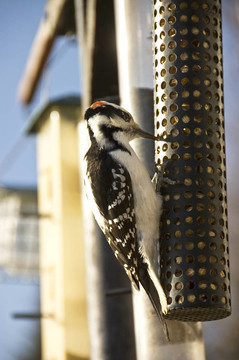 多毛啄木鳥(niǎo)