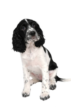 英國(guó)史賓格犬