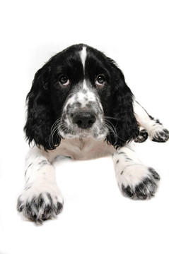 英國史賓格犬